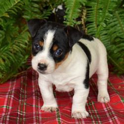 Juniper/Jack Russell Terrier/Female/7 Weeks,Bubbly, bouncy and full of life is what you will find with Juniper, an adorable Jack Russell puppy ready to steal your heart! This lively pup is vet checked and up to date on vaccinations and dewormer. Juniper is family raised with children, and comes with a health guarantee provided by the breeder. To find out more about this precious pup, please contact the breeder today!