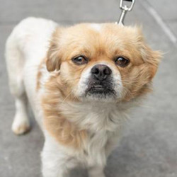 Adopt a dog:Elliot/ Tibetan Terrier & Pekingese Mix/Male/Adult,Say hello to Elliot and the cutest little under-bite you've ever seen! He came to us with a few other little guys from another shelter in LA. Elliot is an affectionate little guy who warms up quickly but would do best in a quieter home with not a lot of action. You will be glad to have this boy in your house! Elliot is currently in foster, so please contact Animal Haven to meet him!