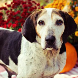 Adopt a dog:Ellie May/Hound Mix/Female/Senior,Ellie May is a beautiful senior with lots of spunk left in her. Ellie will tell you exactly what she thinks, when she's ready for her food or when shes ready for you to take her outside. Can't lie she's a little spoiled here, but she would love to live the rest of her life in a home with a loving family. Come and meet her, you will fall in love with this lady immediately!