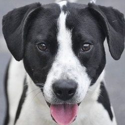 Adopt a dog:Shadow/Labrador Retriever & Boxer Mix/Male/Adult,I was in a home for a little while, but it just wasn't the right place for me. I'm looking for a place that has a nice back yard with a wooden privacy fence for me to run in. I do climb so I'm not allowed to go out on the play patio with the other dogs, but I do get along with them when we can get together. I am good with kids. I like riding in a car. I can sit. I am a playful, fun dog that is shy at first.