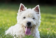 West Highland White Terrier