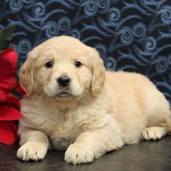 Sugar/Golden Retriever/Female/8 Weeks,Meet Sugar, an adorable Golden Retriever puppy who is being family raised and is socialized with children. This sweet pup is vet checked, up to date on shots and wormer, plus the breeder provides a 30-day health guarantee. If you would like to bring Sugar home, contact the breeder today!