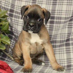 Cristina/Boxer/Female/9 Weeks,Here comes Cristina! This lively Boxer puppy has a heart of gold and can’t wait to make you smile! Cristina is well socialized and ready to be welcomed home. She is vet checked and up to date on shots and wormer. She can also be registered with the AKC and comes with a health guarantee provided by the breeder! To learn more about Cristina, call the breeder today!