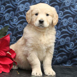 Sugar/Golden Retriever/Female/8 Weeks,Meet Sugar, an adorable Golden Retriever puppy who is being family raised and is socialized with children. This sweet pup is vet checked, up to date on shots and wormer, plus the breeder provides a 30-day health guarantee. If you would like to bring Sugar home, contact the breeder today!