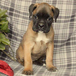 Cristina/Boxer/Female/9 Weeks,Here comes Cristina! This lively Boxer puppy has a heart of gold and can’t wait to make you smile! Cristina is well socialized and ready to be welcomed home. She is vet checked and up to date on shots and wormer. She can also be registered with the AKC and comes with a health guarantee provided by the breeder! To learn more about Cristina, call the breeder today!