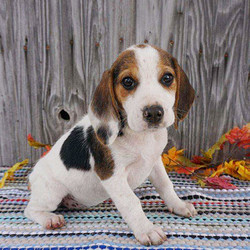 Bea/Beagle/Female/17 Weeks,Bea is an adorable Beagle puppy with an energetic spirit. This cutie will be vet checked and is up to date on shots and wormer. She can be registered with the AKC, plus comes with a health guarantee provided by the breeder. Bea is being raised on the family farm and she loves to romp around and play. To learn more about this friendly gal, please contact John today!