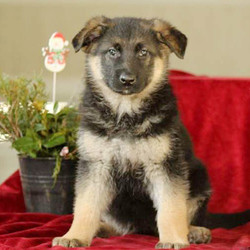 Jade/German Shepherd/Female/16 Weeks,Meet Jade, a sweet German Shepherd puppy. This pup is vet checked and up to date on shots and wormer. She can be registered with the AKC and comes with a 30 day health guarantee provided by the breeder. If you are interested in welcoming Jade into your family, contact the breeder today!