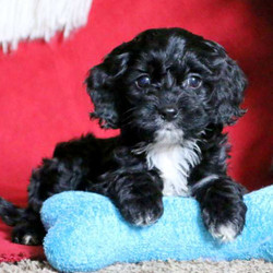 Kookie/Cockapoo/Female/7 Weeks,Search no further, Kookie is the Cockapoo puppy of your dreams! This adorable pup is well socialized being family raised and comes with a 6 month genetic health guarantee that is provided by the breeder. She is also vet checked, up to date on vaccinations and dewormer and both of her parents are the family’s beloved pets who are available to meet as well. To welcome Kookie into your loving family, please contact the breeder today.
