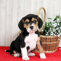 Julia/Beagle/Female/10 Weeks,Let me introduce you Julia, a friendly Beagle puppy that loves to be near you. This lovely little lady has been family raised with children and can be registered with the AKC. Julia is vet checked, up to date on vaccinations and comes with a health guarantee provided by the breeder. If you are interested in welcoming this delightful pup into your family, contact the breeder today!