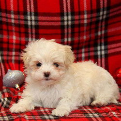 Eva/Maltipoo/Female/7 Weeks,Say hello to Eva! This playful Maltipoo pup is vet checked, up to date on shots and dewormer, plus the breeder provides a 6 month genetic health guarantee. Eva is super fluffy and her adorable face will steal your heart the moment you meet her! If you are interested in welcoming this fun little girl into your home, contact the breeder today!