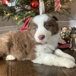 Adopt a dog:Rudolph/Border Collie/Male/6 Weeks,Meet Rudolph! This gorgeous boy is ready to make you his new best friend. Rudolph is full of energy and spunk, and can't wait to come home to you for belly rubs. He's always ready to play and hopes you are too! He will be up to date on his vaccinations and pre-spoiled before coming to his new home. Make Rudolph part of your family today; you'll be glad you did!