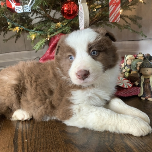 Rudolph/Border Collie/Male/6 Weeks Adopt a dog:Rudolph/Border Collie/Male/6 Weeks,Meet Rudolph! This gorgeous boy is ready to make you his new best friend. Rudolph is full of energy and spunk, and can't wait to come home to you for belly rubs. He's always ready to play and hopes you are too! He will be up to date on his vaccinations and pre-spoiled before coming to his new home. Make Rudolph part of your family today; you'll be glad you did!
