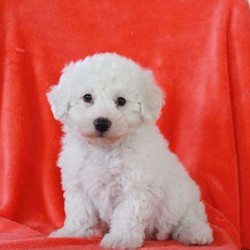 Dasher/Bichon Frise/Male/7 Weeks,Dasher is a sweet Bichon Frise puppy that can’t wait to spoil you with love! This perfect fella is very rambunctious and loves to hop around. Dasher is vet checked and up to date on shots and wormer. He can also be registered with the ACA and comes with a health guarantee provided by the breeder! To learn more about this delightful pup, please contact Chris & Katie today!