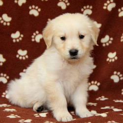 Angel/Golden Retriever/Female/14 Weeks,Here comes Angel, a playful Golden Retriever puppy ready to share adventures with you! This family raised pup is vet checked and up to date on shots and wormer. Angel can be registered with the AKC and comes with a health guarantee provided by the breeder. To find out more about Angel, please contact the breeder today!