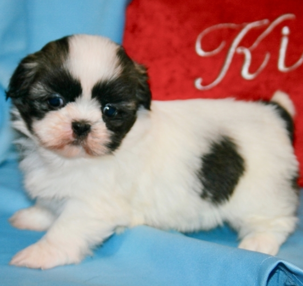 Benny/Shih Tzu/Male/7 Weeks Adopt a dog:Benny/Shih Tzu/Male/7 Weeks,You have searched far and wide for a puppy this amazing and it seems that your search has finally ended. Benny is the kind of puppy that you will only come across once in your lifetime, so you can't let the chance to take him home slip through your fingers. Benny is loving, sweet, smart, and if all of that doesn't convince you, then just look at his adorable face! Benny is ready to go, so make your home that much better by bringing him to yours today!
