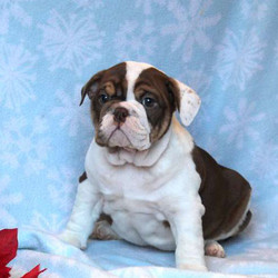 Garret/English Bulldog/Male/19 Weeks,Garret is an adorable English Bulldog puppy with lots of spunk. This chubby pup is vet checked and up to date on shots and wormer. He can be registered with the AKC, plus comes with a health guarantee provided by the breeder. Garret is family raised with children and is ready for his forever home. To learn more about this playful pup, please contact the breeder today!