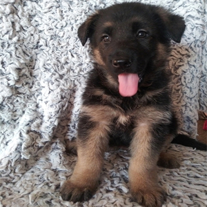 Haven/German Shepherd Dog/Female/7 Weeks Adopt a dog:Haven/German Shepherd Dog/Female/7 Weeks,She is a precious, perfect puppy! Meet Haven. She is the lifelong companion you’ve been looking for. She loves to be held and spoiled. When arriving to her new home, Haven will be up to date on vaccinations, vet checked, and pre-spoiled. After a long day at work, this cutie will surely make your day with all her puppy kisses waiting at the door. Haven loves to cuddle and just relax while getting her belly rubbed. Hurry! She can’t wait to start sharing her love with her new family!
