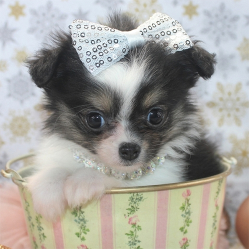 Harper/Chihuahua/Female/ 7 Weeks Adopt a dog:Harper/Chihuahua/Female/ 7 Weeks,This baby girl is sure to steal your heart! Meet Harper. She is a beautiful baby in the color of black, tan and white. Her coat is long and coming in nicely! She has a white ring around her neck that makes her flashy and even more pretty. Harper will be pre-spoiled and socialized and ready to shower you with puppy kisses. Harper is learning new things every day! She loves to run, play and explore the house! She is doing excellent with potty pad training. Harper will also be up to date on vaccinations before departure. Due to her small size, she will need to stay with us a little longer. She is well worth the wait so don't miss out on this precious baby girl!