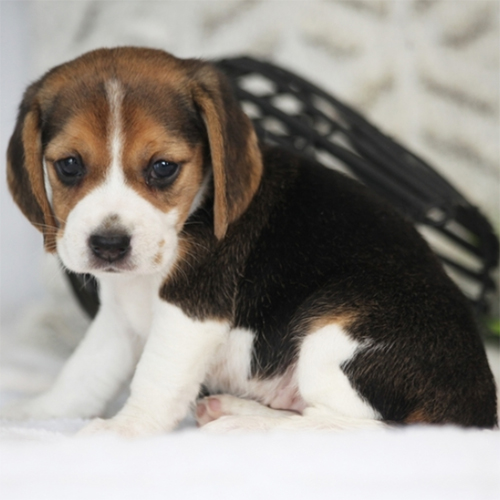 Raspberry/Beagle/Female/4 Weeks Adopt a dog:Raspberry/Beagle/Female/4 Weeks,Let me introduce you Raspberry, a bubbly Beagle puppy that loves to be near you. This lovely little lady has been family raised with children and can be registered with the UABR. Chad is vet checked, up to date on vaccinations and comes with a health guarantee provided by the breeder. If you are interested in welcoming this playful pup into your family, contact the breeder today!