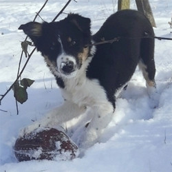 Adopt a dog:Casey/Border Collie/Male/18 Weeks,Meet Casey, an outgoing Border Collie puppy who is being family raised with children. This energetic boy is up to date on shots and wormer, plus comes with a 30 day health guarantee provided by the breeder and can be registered with the ABCA. Both of his parents are great herders. Trevor is very sweet and would make a great addition to your family. To welcome him into your home, contact the breeder today!