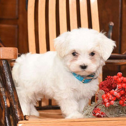 Karson/Maltese/Male/11 Weeks,This sweet little gem is Karson, a Matlese puppy who has the cutest expressions. This adorable pup is vet checked, up to date on shots and wormer, plus comes with a health guarantee provided by the breeder. This darling little pup is sure to warm your heart with his cutie pic face and sweet spirit. To find out how you can welcome this cuddly pup into your home, please contact the breeder today!