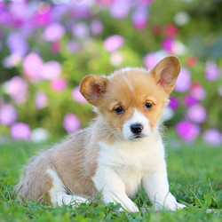 Moe/Pembroke Welsh Corgi/Male/20 Weeks,This sweet and friendly Welsh Corgi puppy is Moe. Moe can be registered with the ACA, is vet checked and up to date on shots & wormer. The breeder also provides a health guarantee for Moe. This pup loves attention and is well socialized with children. To meet Moe, call the breeder today!