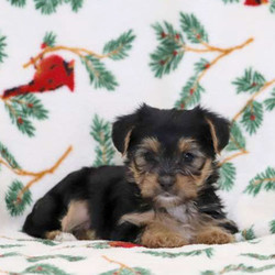 Hank/Yorkshire Terrier/Male/9 Weeks,Meet Hank, a friendly Yorkshire Terrier puppy who is socialized with children. This sweet boy is vet checked, up to date on shots and wormer, plus comes with a 30 day health guarantee provided by the breeder. Hank loves all the attention he can get and can’t stop wagging his tail when he sees you! If you would like to welcome him into your family, contact the breeder today!