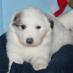 Adopt a dog:Casper/Great Pyrenees/Male/5 Weeks,Amazing Grace will grow up to be such a wonderful family dog. She has a very loving and playful personality, just like her parents. She will be well socialized with other dogs, cats and children. She will start her house training by using a doggie door. Her coat is soft to the touch and as you can see, she just brings a smile to your face with those beautiful, round, puppy eyes. She will be up to date on her vaccinations and vet checked before arriving at her new home. Bring Amazing Grace to your home and you will see what a joy it is to have her around.