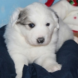 Adopt a dog:Casper/Great Pyrenees/Male/5 Weeks,Amazing Grace will grow up to be such a wonderful family dog. She has a very loving and playful personality, just like her parents. She will be well socialized with other dogs, cats and children. She will start her house training by using a doggie door. Her coat is soft to the touch and as you can see, she just brings a smile to your face with those beautiful, round, puppy eyes. She will be up to date on her vaccinations and vet checked before arriving at her new home. Bring Amazing Grace to your home and you will see what a joy it is to have her around.