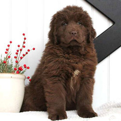 Taylor/Newfoundland/Female/8 Weeks,Taylor is a friendly Newfoundland puppy with a friendly nature. This beautiful gal is vet checked and up to date on shots and wormer. She can be registered with the AKC and comes with a health guarantee provided by the breeder. Taylor is has a kind spirit and lovable personality. To learn more about this wonderful pup, please contact the breeder today!