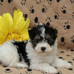 Swiss Roll/Havanese/Female/7 Weeks,Meet Swiss Roll, a very cute and charming Havanese puppy who would be the perfect addition to any family! She can be registered with the AKC, has been vet checked and is up to date on shots and wormer. The breeder also provides a 1 year genetic health guarantee for Swiss Roll. To learn more about this precious gal and to arrange a visit, please call the breeder today!