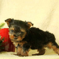 Kenny/Yorkshire Terrier/Female/14 Weeks,This sweet & spunky bundle of joy is waiting for you to welcome him into your heart and home. Kenny has a sweet personality, being raised with the Stoltzfus family, he will make a great family pet. He has been vet checked and is up to date on all shots and wormer. The breeder will provide a 30 day health guarantee and Kenny can be registered with the ACA. Please contact Mary Stoltzfus today for more information and to set up a time for you to meet the newest member of your family!