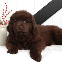 Trixie/Newfoundland/Female/8 Weeks,Trixie is a friendly Newfoundland puppy with a friendly nature. This beautiful gal is vet checked and up to date on shots and wormer. She can be registered with the AKC and comes with a health guarantee provided by the breeder. Trixie is has a kind spirit and lovable personality. To learn more about this wonderful pup, please contact the breeder today!