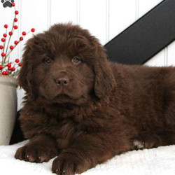 Taylor/Newfoundland/Female/8 Weeks,Taylor is a friendly Newfoundland puppy with a friendly nature. This beautiful gal is vet checked and up to date on shots and wormer. She can be registered with the AKC and comes with a health guarantee provided by the breeder. Taylor is has a kind spirit and lovable personality. To learn more about this wonderful pup, please contact the breeder today!