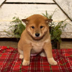 Gracie/Shiba Inu/Female/15 Weeks,Here comes Gracie, a playful Shiba Inu puppy ready to give you lots of puppy kisses! This pretty pup will be vet checked, up to date on shots and wormer, plus comes with a health guarantee provided by the breeder. Gracie is family raised with children and would make a playful addition to anyone’s family. To find out more about this soft pup, please contact Levi today!