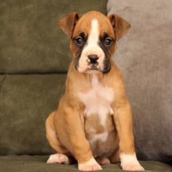 Zoey/Boxer/Female/9 Weeks,Meet Zoey, a peppy Boxer puppy who has an outgoing personality and loves to play! She has been vet checked and is up to date on vaccinations & dewormer. She can also be registered with the ACA, plus comes with a 30 day health guarantee provided by the breeder. To learn more about Zoey, please contact the breeder today!