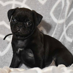 Sam/Pug/Male/14 Weeks,This friendly little Pug puppy is eager to say “Hello” to you! This baby Pug is perfect for after the Christmas rush. Snuggle up with your new puppy and watch the snow fall! This dear Pug puppy will be ready for its forever home on Jan 6th. This puppy has been examined by our licensed veterinarian and is very healthy. Our puppies are up to date with their appropriate shots and deworming as prescribed by our veterinarian. This loving little pug comes with purebred ACA registration, a health certificate, and a 30 day Health guarantee! Please call us at 570-412-2462 if you have any questions about our friendly little Pug! We are located in central PA, near New Columbia.