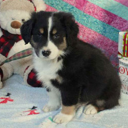 Arnold/Australian Shepherd/Male/16 Weeks,Arnold is a well socialized Australian Shepherd puppy that loves to cuddle. This darling pup is vet checked, up to date on shots and wormer comes with a health guarantee provided by the breeder. Arnold is family raised with children and would make a great addition to anyone’s family. If you would like to give this wonderful puppy a forever home, please contact the breeder today!