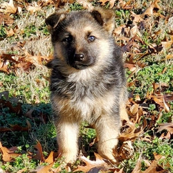 Iris/German Shepherd/Female/10 Weeks,You have just found “The One!” Meet the most beautiful girl ever, Zeva. She is currently waiting for her forever loving family to make her theirs today. Zeva is just as playful and lovable as they come. She will be sure to be the talk of your town. Zeva will come home to you up to date on her puppy vaccinations and vet visits. Don’t let this lovely little girl slip away from you. She will be the perfect loving addition that you have been searching for.
