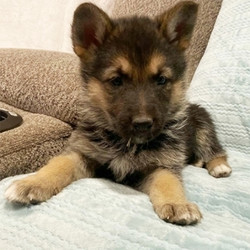 Bela/German Shepherd/Female/9 Weeks,Meet Bela! Isn't she simply precious? Bela loves to run and romp around all day. But after a long day of playing, she will love nothing more than to take an afternoon nap! When arriving to her new home, Bela will come up to date on vaccinations, vet checked, and pre-spoiled. Wouldn’t you just love to make this cutie yours? Her coat is soft to the touch and she likes nothing more than being pampered. "Pick me!"