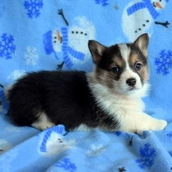 Hudson/Pembroke Welsh Corgi/Male/9 Weeks,Meet Hudson, a sweet Pembroke Welsh Corgi puppy who is well socialized. This cute pup is vet checked, up to date on shots and dewormer, plus comes with a 30 day health guarantee provided by the breeder. Hudson is family raised with children and he loves to cuddle. If you would like to bring him home, contact the breeder today!