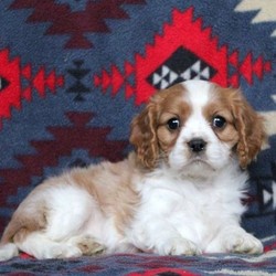 Roger/Cavalier King Charles Spaniel/Male/9 Weeks,Meet Roger, a sweet and friendly Cavalier puppy who is being family raised with children. Roger can be registered with the ACA. This spunky pup is vet checked, up to date on shots and wormer plus the breeder provides a health guarantee for Roger. To learn more about him, call the breeder today!