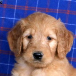 Mark/Goldendoodle/Male/8 Weeks,Here comes Mark, an easy going Goldendoodle puppy with a soft, curly coat! This cute pup is vet checked, up to date on shots and dewormer, plus the breeder provides a one year genetic health guarantee. Mark is very observant and would make a great family pet. If you want to know more about this cutie and how you can bring him home, contact the breeder today!