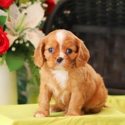Rascal Red/Cavalier King Charles Spaniel/Male/16 Weeks,Meet Rascal Red, a curious Cavalier King Charles Spaniel puppy. This snuggly pup is vet checked, up to date on shots and dewormer, plus the breeder provides a 30 day health guarantee. Rascal Red can be registered with the AKC and he loves wagging his little tail as fast as he can! If you are interested in welcoming this adorable fella into your heart and home, contact Mr. Stoltzfus today!