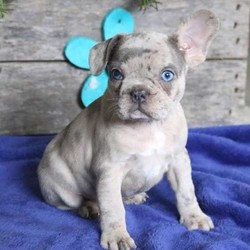 Pearl/French Bulldog/Female/20 Weeks,Meet Pearl, a beautiful “blue merle” French Bulldog puppy ready to be your new best friend! This personable pup is vet checked and up to date on shots and wormer. Pearl can be registered with the AKC, comes micro-chipped and with a 1 year genetic health guarantee provided by the breeder. This sweet pup is family raised and comfortable around children. To find out more about Pearl, please contact Chris today!