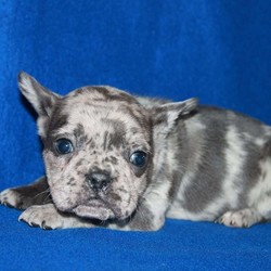 Sage/French Bulldog/Female/12 Weeks,Note from the breeder:This French bulldog puppy is a bit shy at first but very friendly and loves to cuddle! She has beautiful markings of gray on a white coat and lovely blue eyes!! She has been vet checked, and is up to date on all shots and deworming! If you would like to make this puppy one of your own, call, or text Jud @ (717) 437-2282 Can’t wait to hear from you!!!