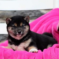 Gulliver/Shiba Inu/Male/13 Weeks,Gulliver is a peppy Shiba Inu puppy who is being family raised. This bright little pup is vet checked, up to date on shots and dewormer, plus comes with a health guarantee provided by the breeder. Gulliver can be registered with the APR and his mother is the Martin’s family pet. If you are interested in bringing home this pup that is cute as a button, contact Geneva today!