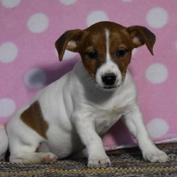Delores/Jack Russell Terrier/Female/11 Weeks,Note from the breeder:Our friendly little Jack Russel is eager to say “Hello” to you! This sweet little pup has been thriving on excellent care ever since its birth on December 8, 2019. Our pups have been examined by our licensed veterinarian and are very healthy. Their mother’s name is Hanna. Their Fathers name is Jakey. Please call Floyd and Esther Weaver if you have any questions about this playful little Jack Russel at 570-523-3475. This friendly pup is located in central PA, near Lewisburg.
