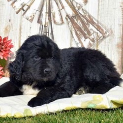 Cappucino/Newfoundland/Male/10 Weeks,Meet Cappucino, a friendly and playful Newfoundland puppy who is being family raised with children and is well socialized. This pup is up to date on vaccinations & dewormer plus the breeder provides a 6 month genetic health guarantee. And, he can be registered with the AKC. To learn more about Cappucino, contact the breeder today!