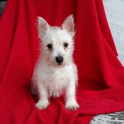 Sadie/West Highland White Terrier/Female/19 Weeks,Check out Sadie! She is an adorable West Highland Terrier puppy with an energetic spirit. This fun-loving gal can be registered with the ACA, plus comes with a health guarantee provided by the breeder. She is vet checked, up to date on shots and wormer, and has been microchipped. Sadie is well socialized and she loves to run and play. To learn more about this sweet pup, please contact the breeder today!